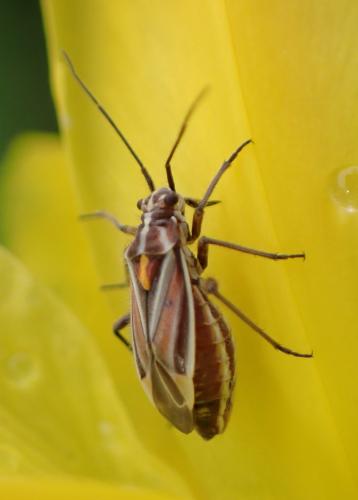 Horistus orientalis